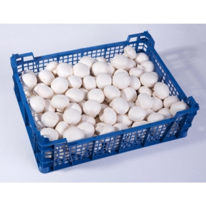 PIECZARKA POLSKA 3KG